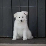Yukon White Long Coat German Shepherd Puppy profile photo 01 by Royal Tribes K9