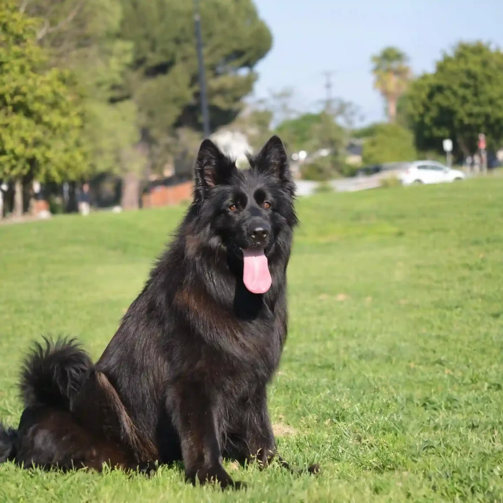 Ira Z Doliny Debow German Shepherd dam profile photo 01 for Royal Tribes K9 pedigree content