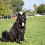 Ira Z Doliny Debow German Shepherd dam profile photo 01 for Royal Tribes K9 pedigree content