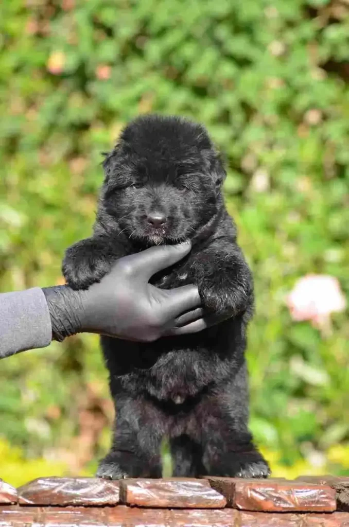 D0Dd0Cb1 0462 4E14 8D82 755563854010 11Zon1 80 German Shepherd puppy image by Royal Tribes K9 1197 in Fairbanks, Alaska