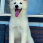 Mila ( Female) Full White Long Coat German Shepherd Puppy coat detail photo 03 by Royal Tribes K9