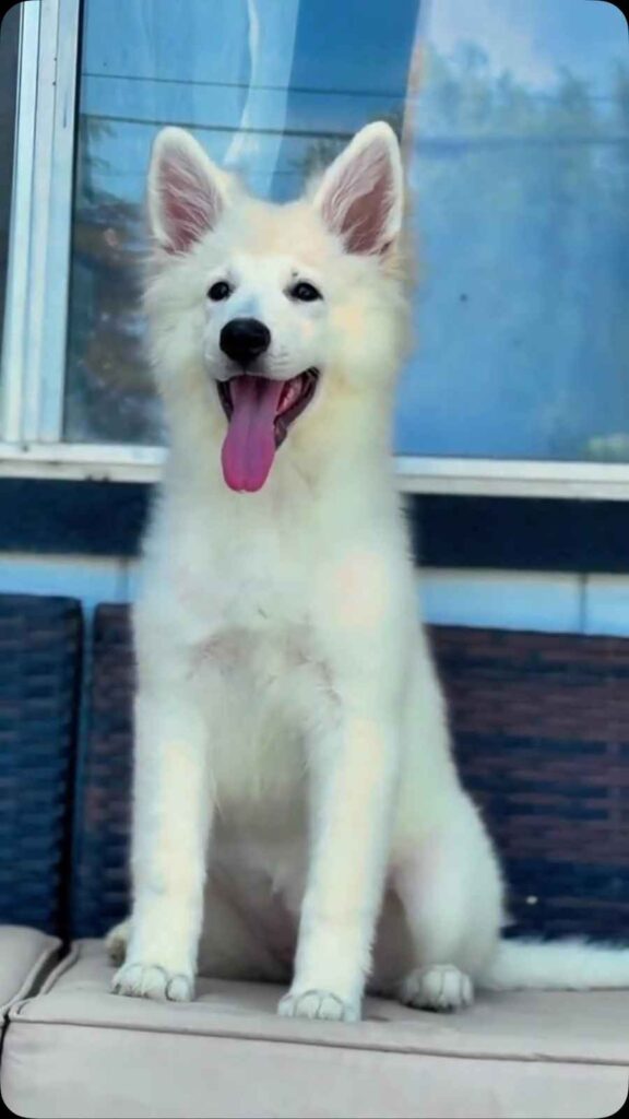 Mila ( Female) Full White Long Coat German Shepherd Puppy coat detail photo 03 by Royal Tribes K9