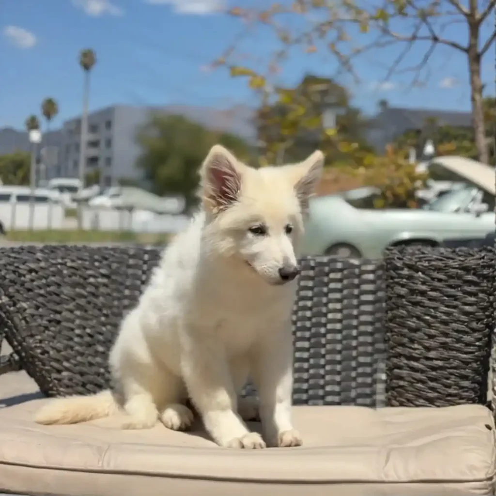 Rebel Queen White Long Coat German Shepherd Puppy coat detail photo 03 by Royal Tribes K9 in Boca Raton, California