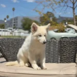 Rebel Queen White Long Coat German Shepherd Puppy coat detail photo 03 by Royal Tribes K9