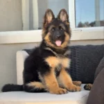 XAR (imported) ( Male ) Black and Red Long Coat German Shepherd Puppy standing portrait 04 by Royal Tribes K9