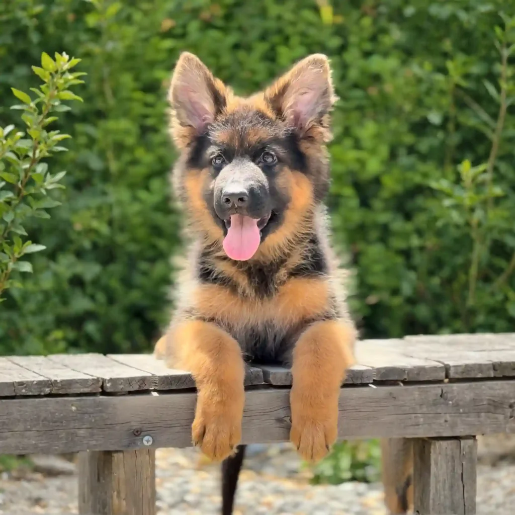 Jolira RTK9 Team ( Female ) Black and Red Long Coat German Shepherd Puppy coat detail photo 03 by Royal Tribes K9 in