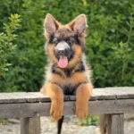 Jolira RTK9 Team ( Female ) Black and Red Long Coat German Shepherd Puppy coat detail photo 03 by Royal Tribes K9