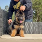 XAR (imported) ( Male ) Black and Red Long Coat German Shepherd Puppy puppy profile image 05 by Royal Tribes K9