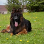 Axon Borawska Zagroda German Shepherd sire coat detail photo 03 for Royal Tribes K9 pedigree content