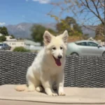 Rebel Queen White Long Coat German Shepherd Puppy clean website photo 06 by Royal Tribes K9