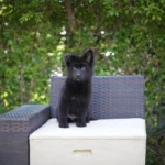 Ilza RTK9 Team ( Female) Full Black Long Coat German Shepherd Puppy standing portrait 04 by Royal Tribes K9