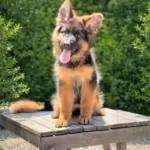 Jolira RTK9 Team ( Female ) Black and Red Long Coat German Shepherd Puppy standing portrait 04 by Royal Tribes K9