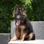 Hazira RTK9 Team ( Female ) Long Coat German Shepherd Puppy coat detail photo 03 by Royal Tribes K9