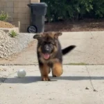 XAR (imported) ( Male ) Black and Red Long Coat German Shepherd Puppy breed profile photo 07 by Royal Tribes K9