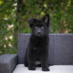 Ilza RTK9 Team ( Female) Full Black Long Coat German Shepherd Puppy puppy profile image 05 by Royal Tribes K9