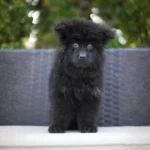 Ivora RTK9 Team ( Female) Long Coat German Shepherd Puppy profile photo 01 by Royal Tribes K9