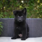 Ilza RTK9 Team ( Female) Full Black Long Coat German Shepherd Puppy gallery image 02 by Royal Tribes K9