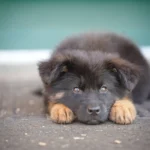 Kairo RTK9 Team ( Male ) Black and Red Long Coat German Shepherd Puppy profile photo 01 by Royal Tribes K9