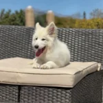 Rebel Queen White Long Coat German Shepherd Puppy close-up image 08 by Royal Tribes K9