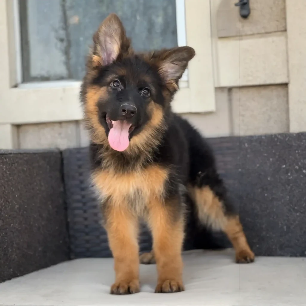 Jolira RTK9 Team ( Female ) Black and Red Long Coat German Shepherd Puppy profile photo 01 by Royal Tribes K9