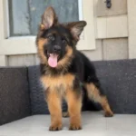 Jolira RTK9 Team ( Female ) Black and Red Long Coat German Shepherd Puppy profile photo 01 by Royal Tribes K9