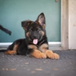 Korben RTK9 Team ( Male ) Black and Red Long Coat German Shepherd Puppy profile photo 01 by Royal Tribes K9