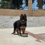 XAR (imported) ( Male ) Black and Red Long Coat German Shepherd Puppy close-up image 08 by Royal Tribes K9
