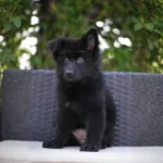 Ilza RTK9 Team ( Female) Full Black Long Coat German Shepherd Puppy profile photo 01 by Royal Tribes K9