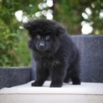 Ivora RTK9 Team ( Female) Long Coat German Shepherd Puppy gallery image 02 by Royal Tribes K9