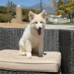 Rebel Queen White Long Coat German Shepherd Puppy profile photo 09 by Royal Tribes K9