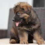 Veyron sable German Shepherd puppy portrait