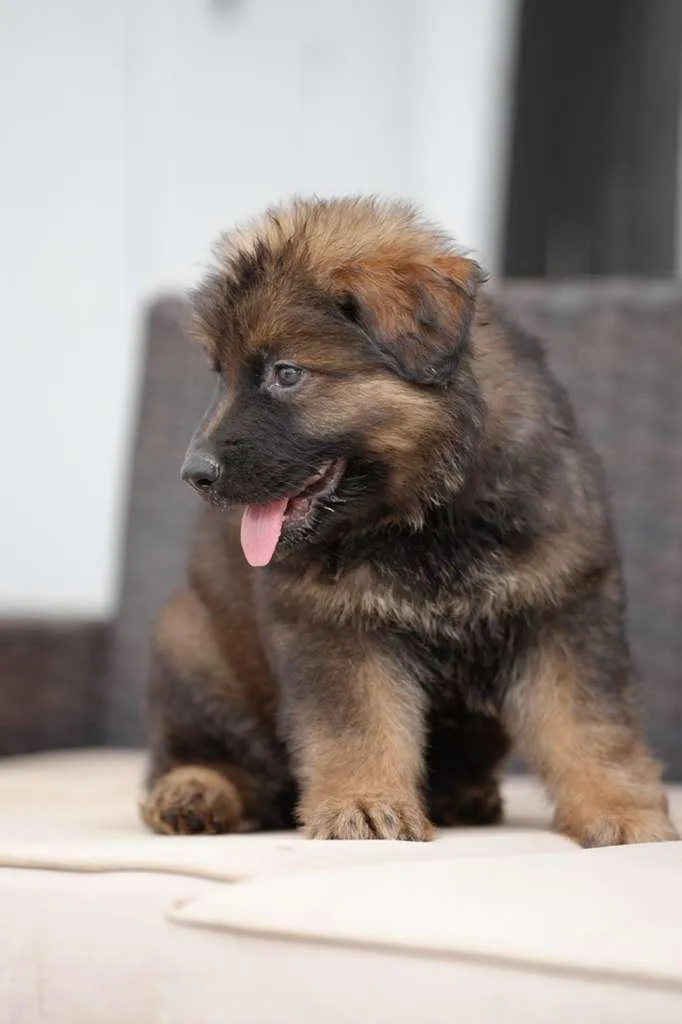 puppy sleep by age from eight weeks to twelve months