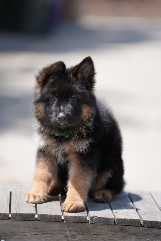 German Shepherd puppies
