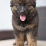 Veyron long haired German Shepherd puppy