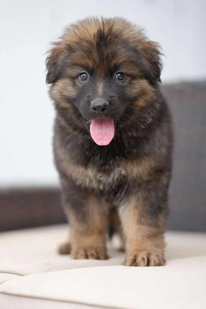 Veyron long haired German Shepherd puppy