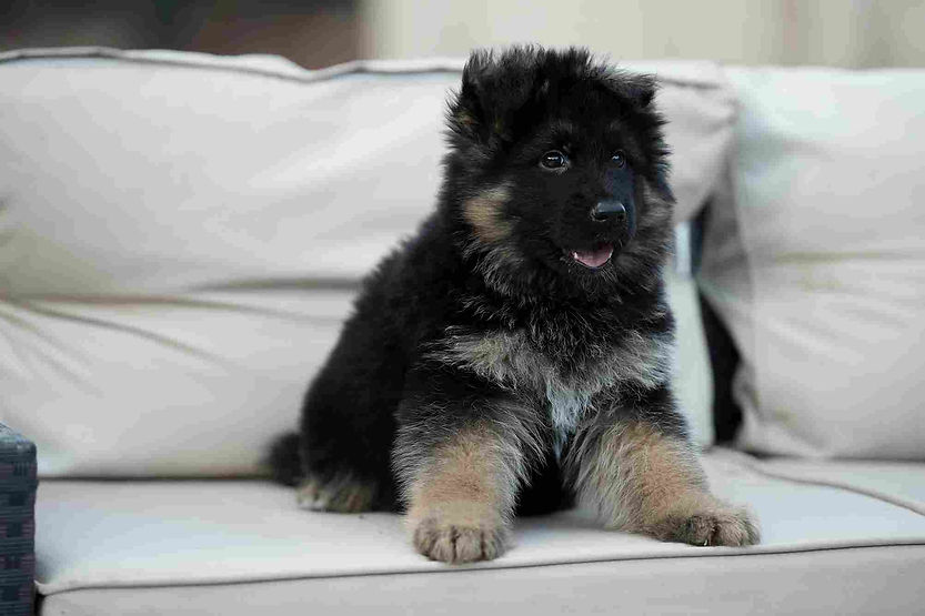 German Shepherd Puppies