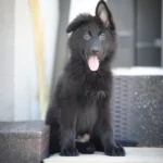 Black German Shepherd puppy relaxing on outdoor wicker furniture