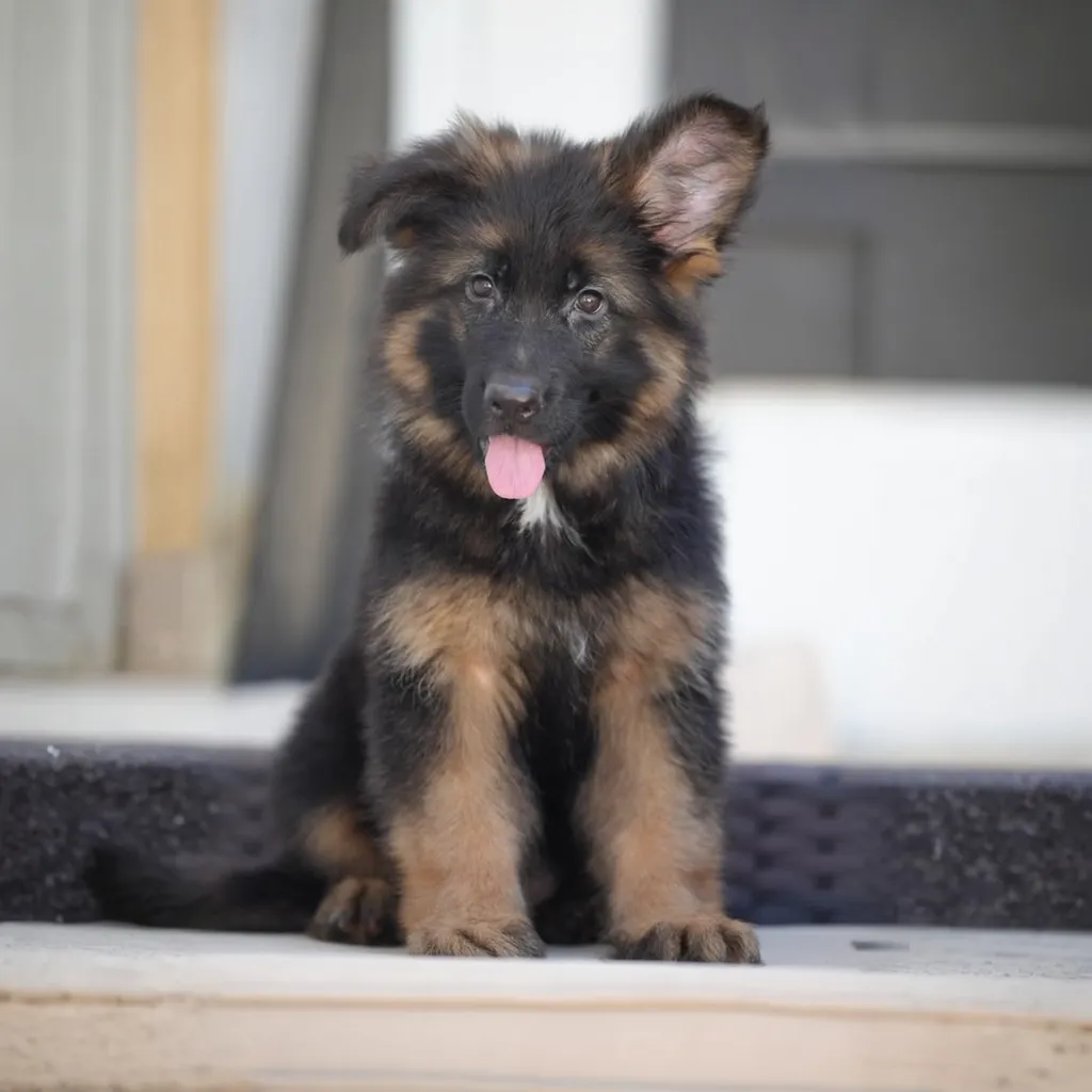 Valkyrie Royal Tribes K9 (Female)