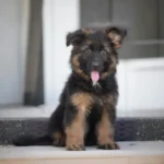 Black and red long-haired German Shepherd puppy sitting on an outdoor patio cushion