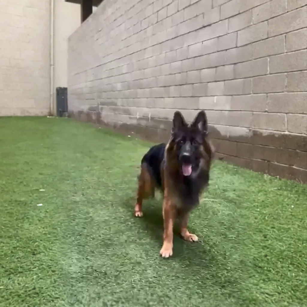 Black and red long-haired German Shepherd standing on green grass outdoors