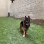 Black and red long-haired German Shepherd standing on green grass outdoors