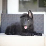 Black long coat German Shepherd puppy posing on a patio sofa
