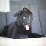 Black long-haired German Shepherd puppy relaxing on an outdoor cushion