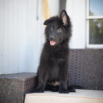 Black long-haired German Shepherd puppy sitting on an outdoor patio sofa