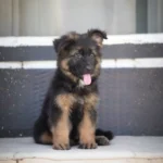 Fluffy black and tan long coat German Shepherd puppy posing outdoors