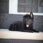 Full black long-haired German Shepherd puppy sitting upright outdoors