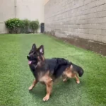 Long coat black and red German Shepherd facing the camera on a grassy lawn