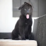 Solid black German Shepherd puppy sitting and looking toward the camera