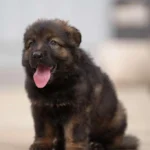 Veneno sable Long Coat German Shepherd puppy at Royal Tribes K9 – gallery photo 2.