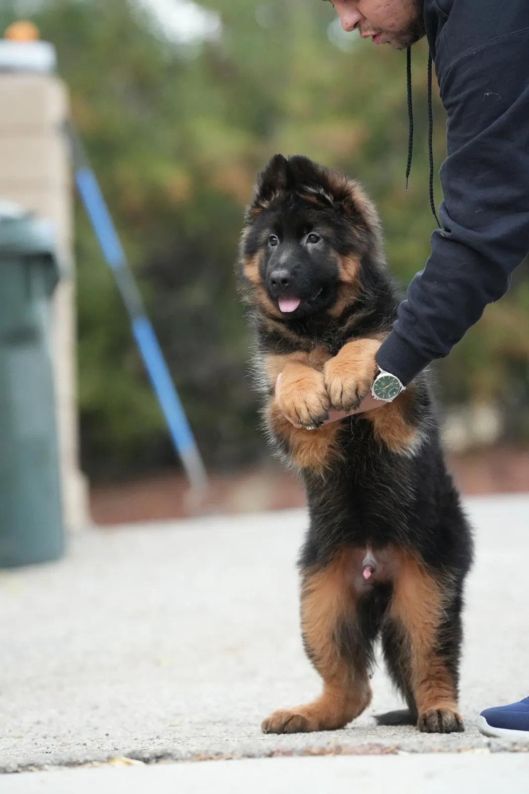 Black and tan long coat German Shepherd puppy standing with a handler at Royal Tribes K9.